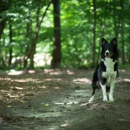 Ranczo Neverlandia *