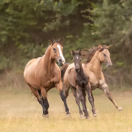 Ranczo Neverlandia Semesterbostad