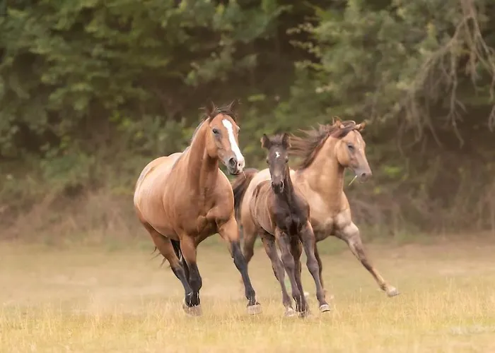 Ranczo Neverlandia Holiday home