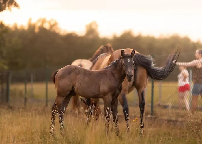 Ranczo Neverlandia 別荘 *